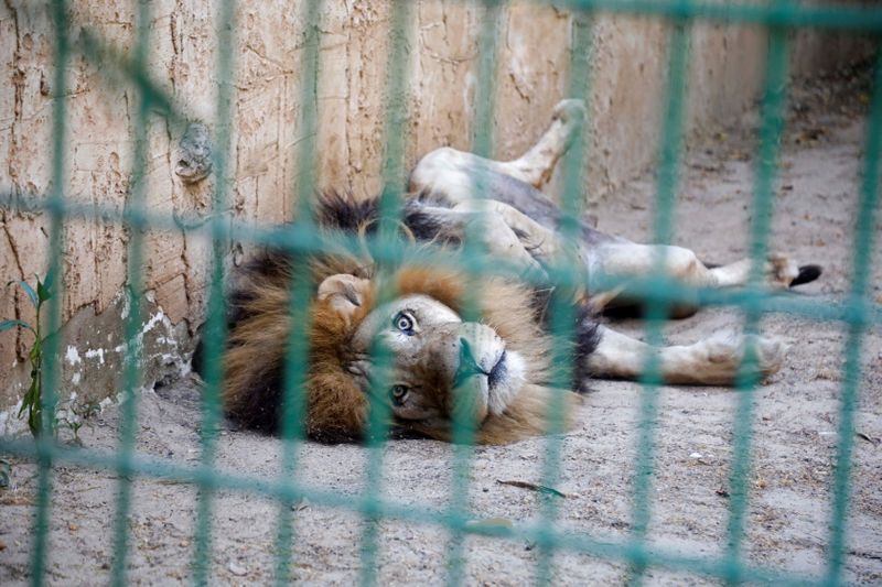 Animal baby boom at West Bank zoo under coronavirus lockdown