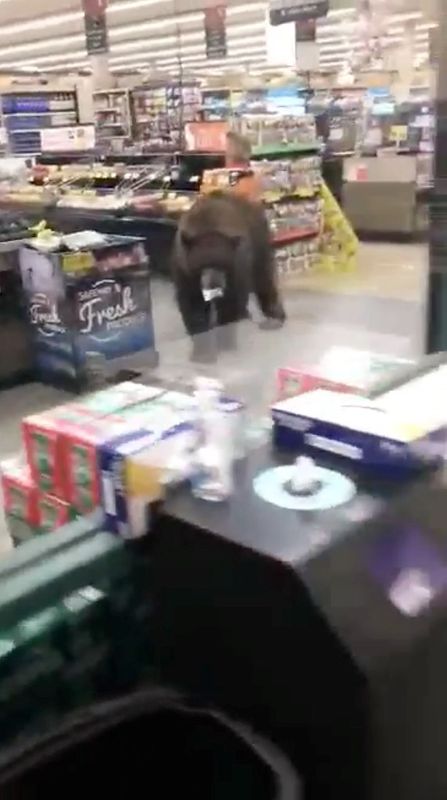 A bear bites an item in a Safeway supermarket at