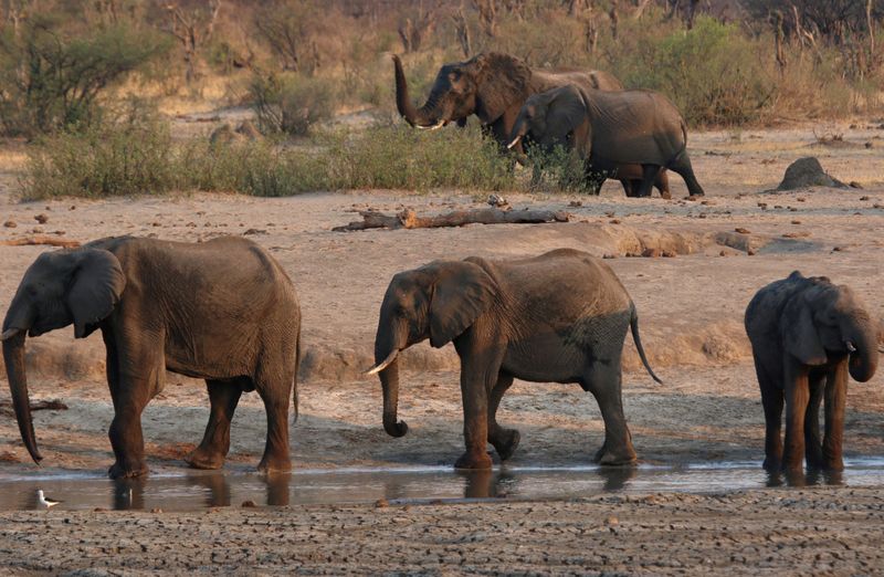 FILE PHOTO: A group of elephants are seen near a