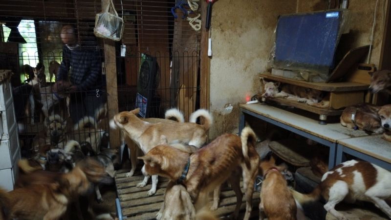 Handout photo shows dozens of dogs are crammed inside a