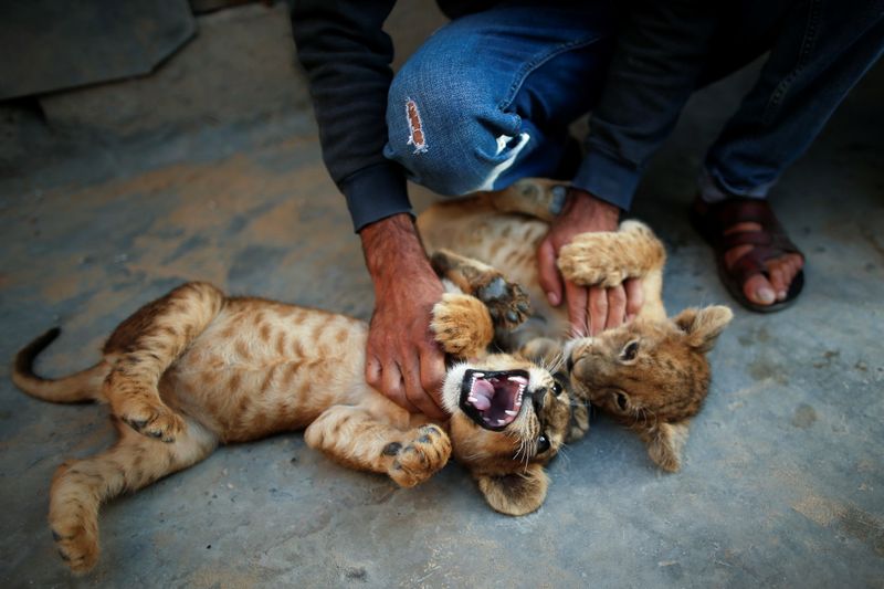 Pet lion cubs on a rooftop in Gaza