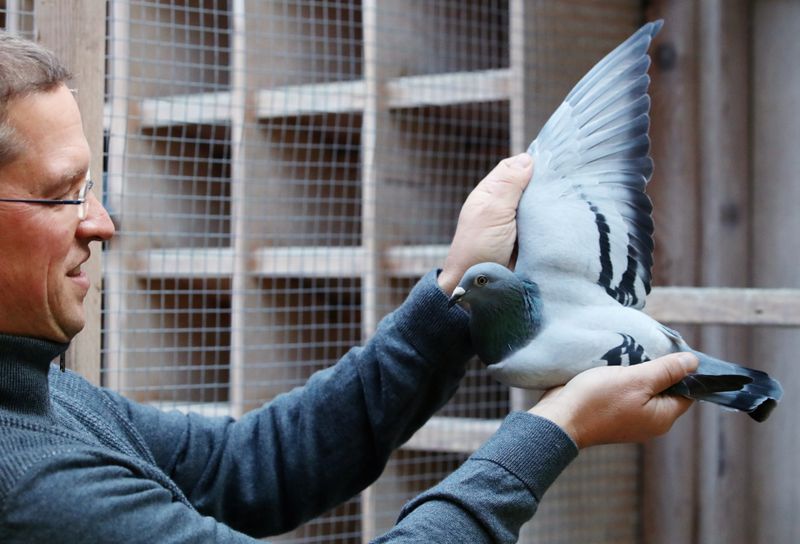 A two-year old female pigeon named New Kim, that will