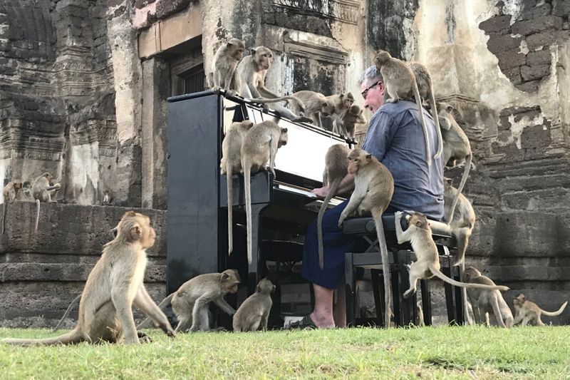 British musician Paul Barton plays the piano for monkeys that