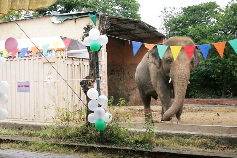 Farewell ceremony for Kaavan, an elephant waiting to be transported
