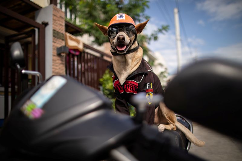 Meet Bogie, the Filipino motorcycle dog
