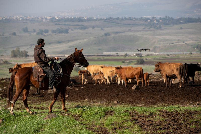 Droves by drone: Israeli cow-herders turn to flying tech to
