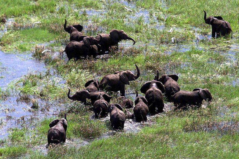 FILE PHOTO: Mozambican elephants feed amongst the floodwaters of the