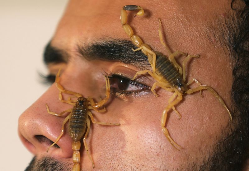 Mohamed Hamdy Boshta, 25-year-old, shows scorpions that he hunted on