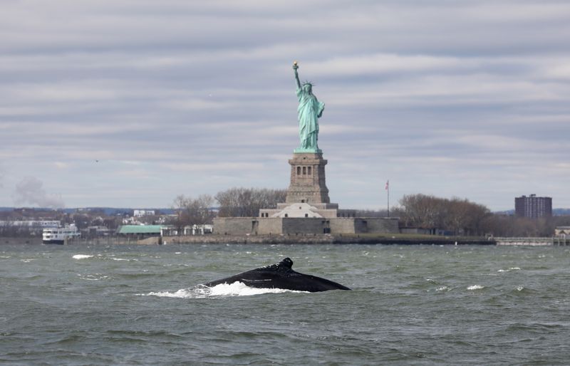 Humpback whale in New York Harbor ready for closeup at