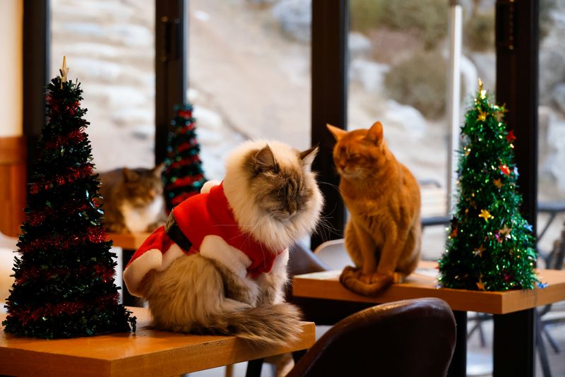 A cat dressed in a Santa Claus costume naps beside