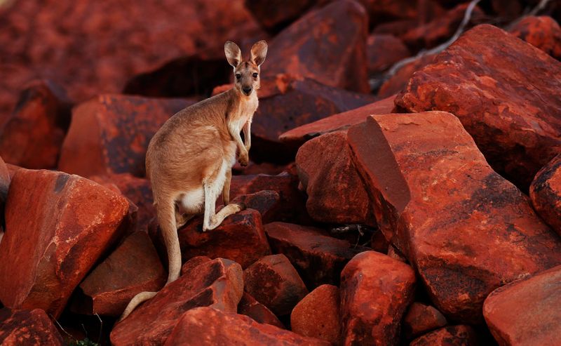 A kangaroo looks on while standing on iron ore rocks