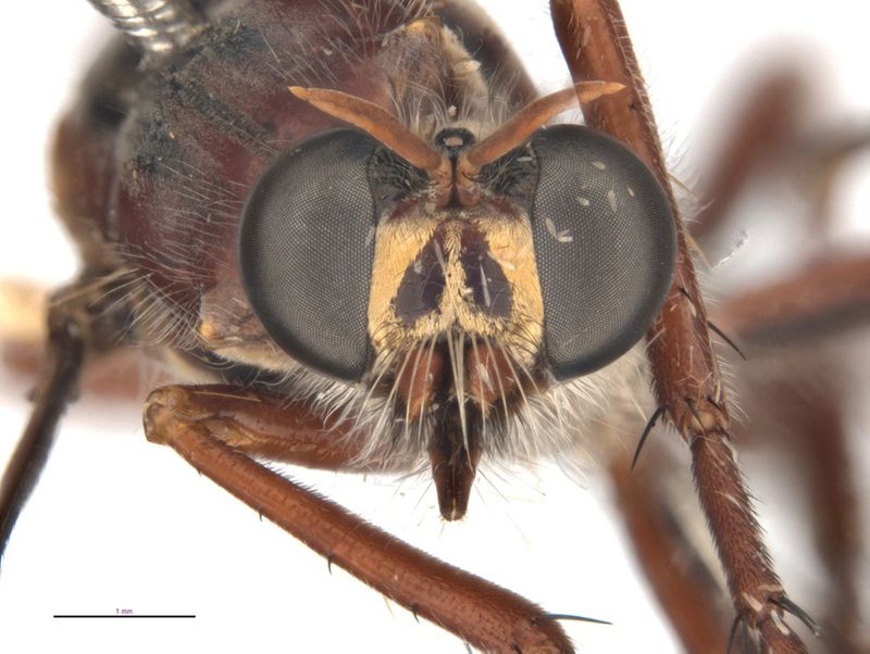 The newly named Stan Lee’s fly (Daptolestes leei) is seen