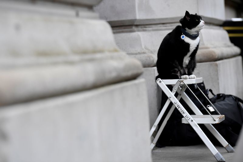 FILE PHOTO: Palmerston, the Foreign Office cat, sits on a