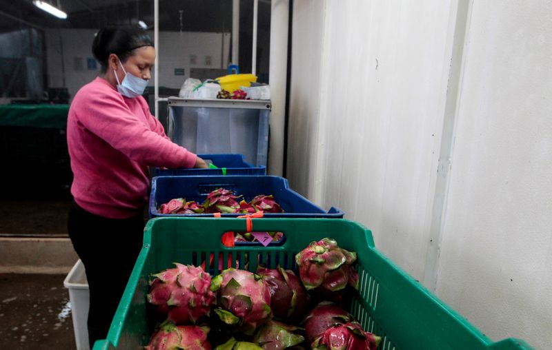 FILE PHOTO: A woman sorts and packs dragon fruit