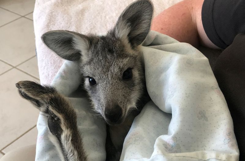 Pippa, a seven-month-old wallaroo, rests in a homemade pouch in