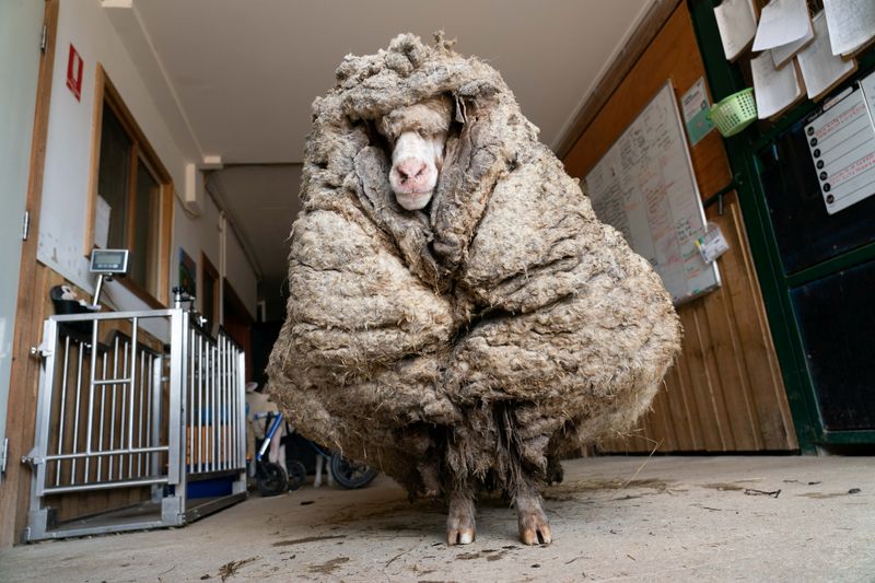 Sheep Baarack is seen before his thick wool was shorn