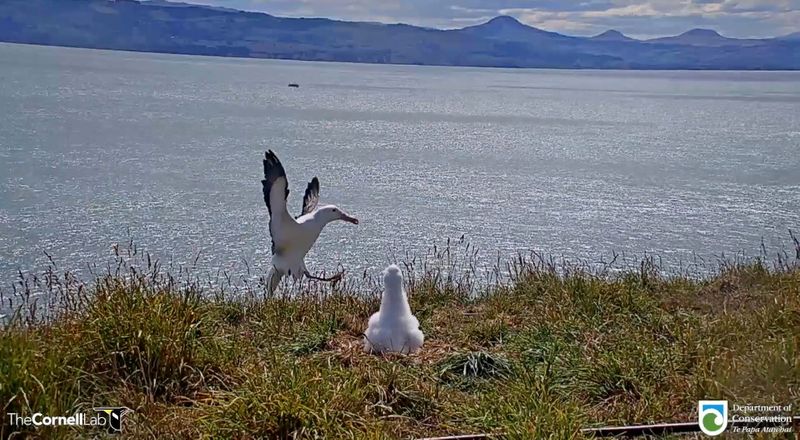 Video grab shows an albatross falling over while attempting to