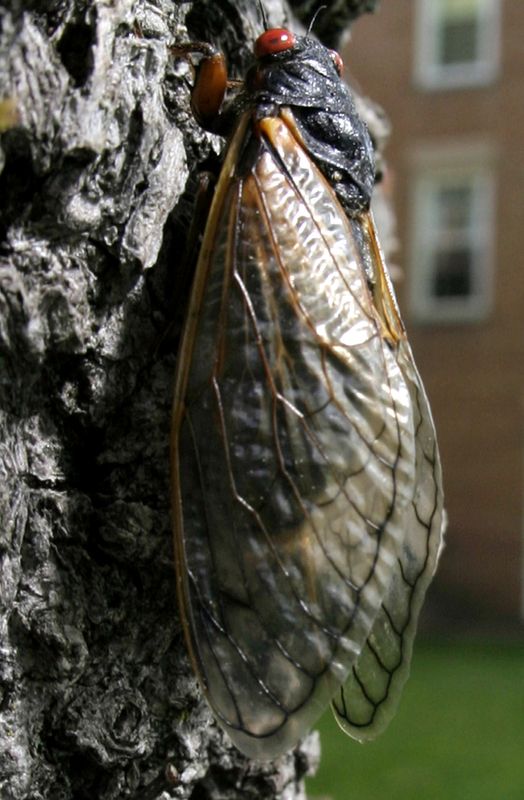 FILE PHOTO: A newly emerged adult cicada dries its wings