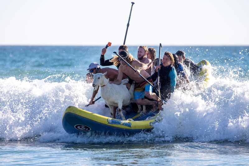 Pismo the surfing goat surfs catches a wave while surfing