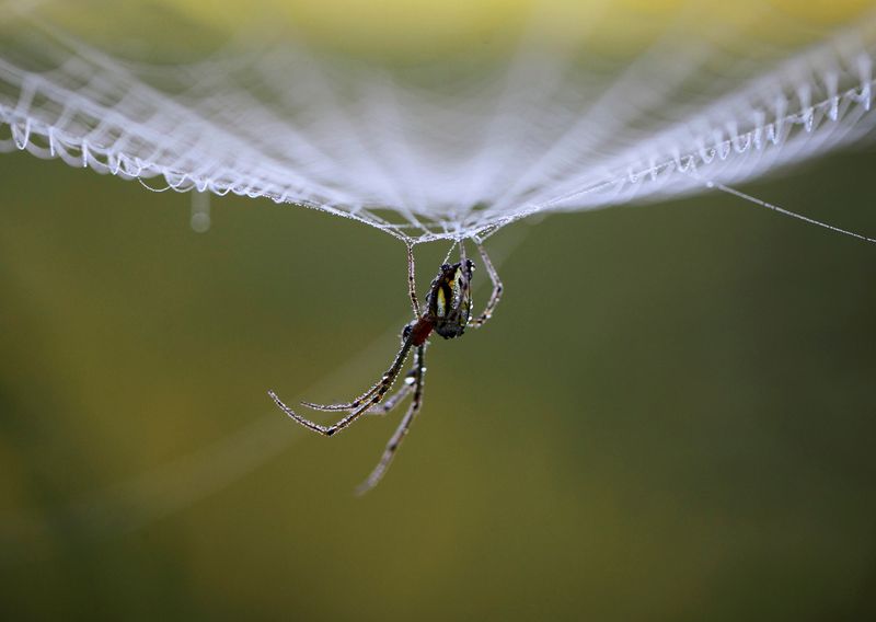 FILE PHOTO: Dewdrops gather on a spider as it rests