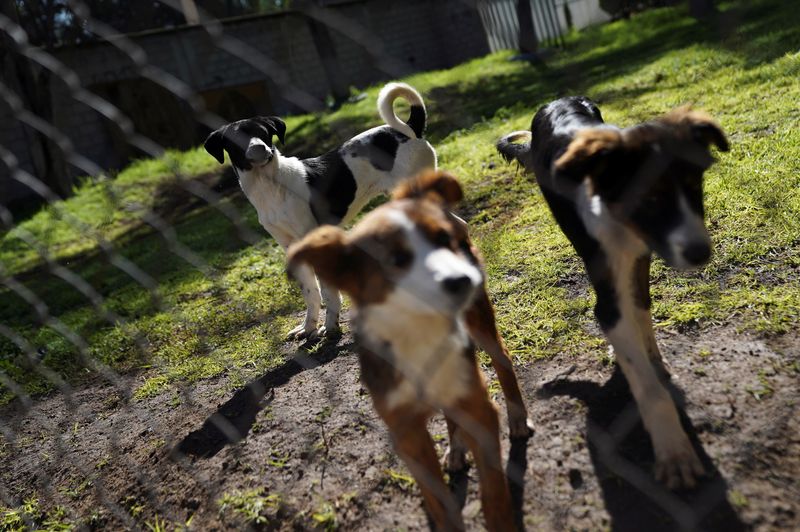 Street dogs find new homes after being rescued by Mexican