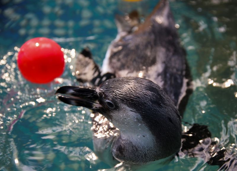 A penguin plays with a ball at a zoo, in