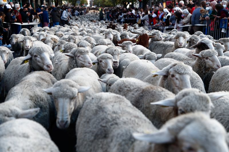 Shepherds steer their flocks through Madrid, following an ancient migration