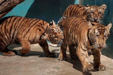Bengal tiger cubs play at the zoo in Havana