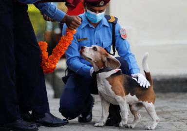 Baths, garlands for man’s best friend at Nepal’s canine festival