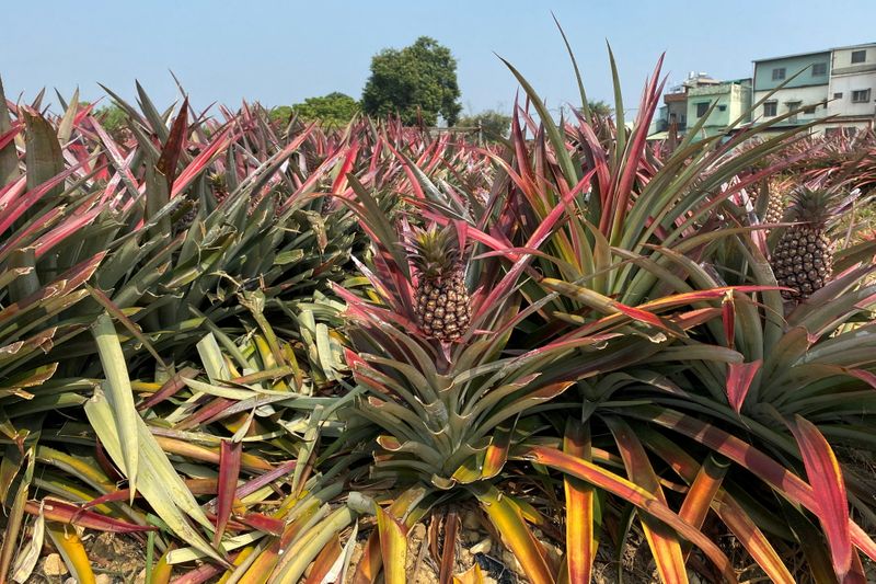 Pineapples grow in a field in Kaohsiung