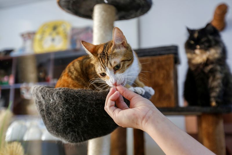 Cat Cafe offers therapy to human and adoption to cats