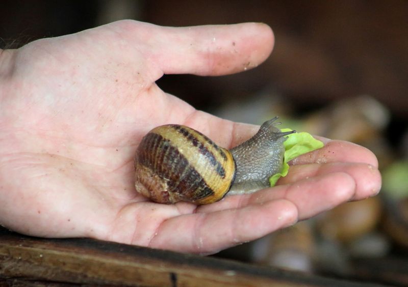 French artisan makes soap with snail slime soap