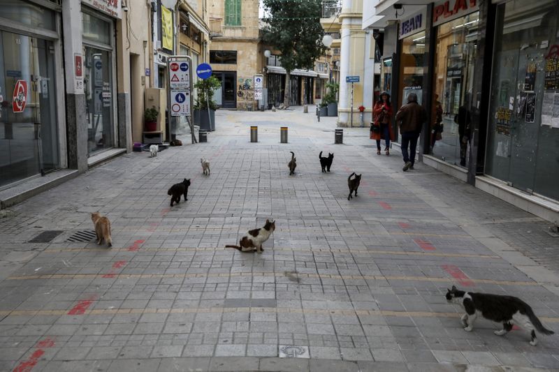 Stray cats are seen on a pedestrian street in the