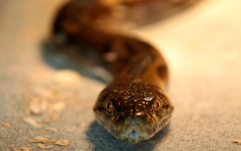 FILE PHOTO: A reticulated python is seen at a snake