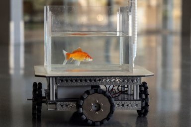 Goldfish drives robotic vehicle on land at Ben-Gurion University, in