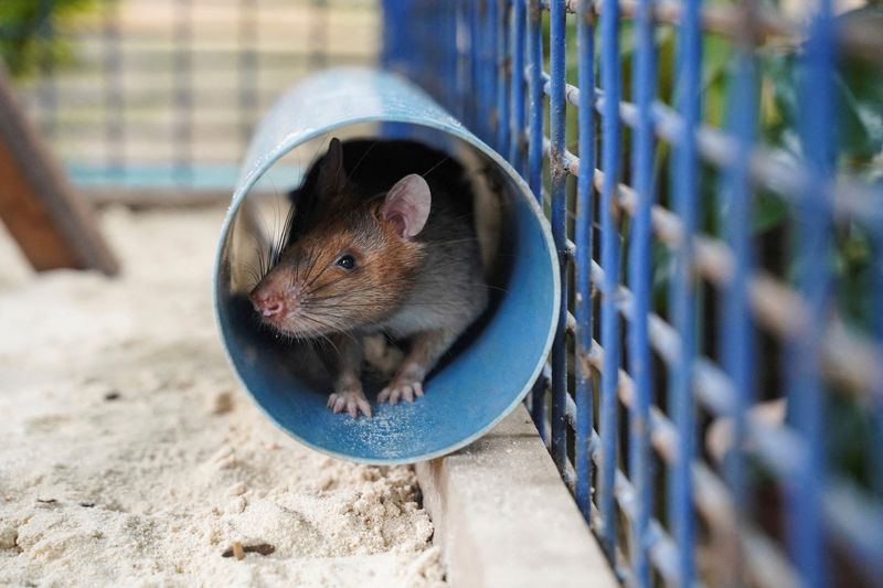 FILE PHOTO: Magawa, the recently retired landmine detection rat, sits
