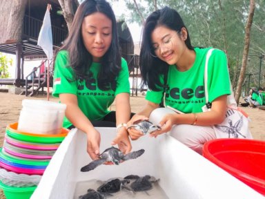 Volunteers prepare baby Hawksbill turtles that were rescued from predators
