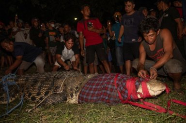 Locals prepare to release a wild crocodile back to the