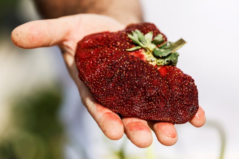 Israeli farmer Tzahi Ariel presents his giant strawberry, weighing 289