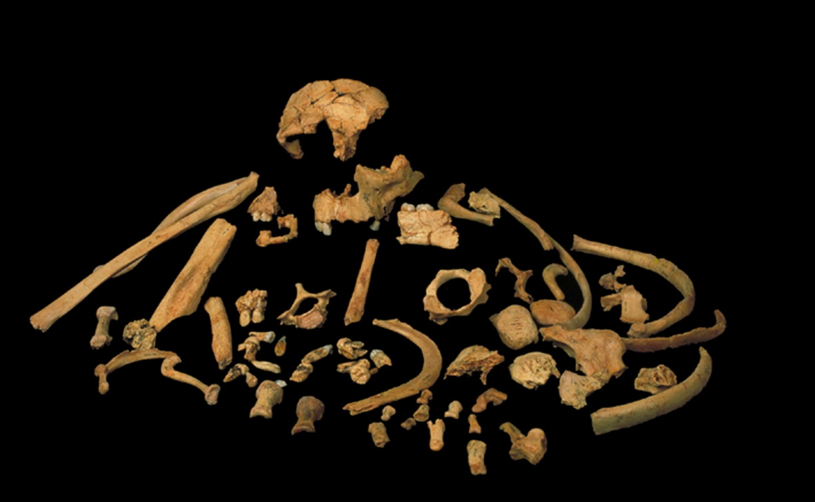 Handout photo of skeletal remains unearthed at the Gran Dolina