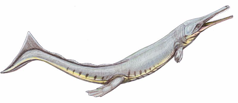 A life reconstruction of the Jurassic Period marine crocodile relative