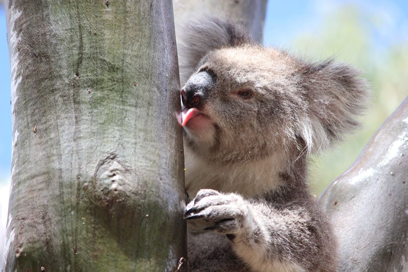 A female koala licks water off the smooth trunk of