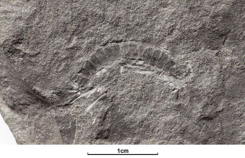 Fossil of a 425 million-year-old millipede called Kampecaris obanensis and