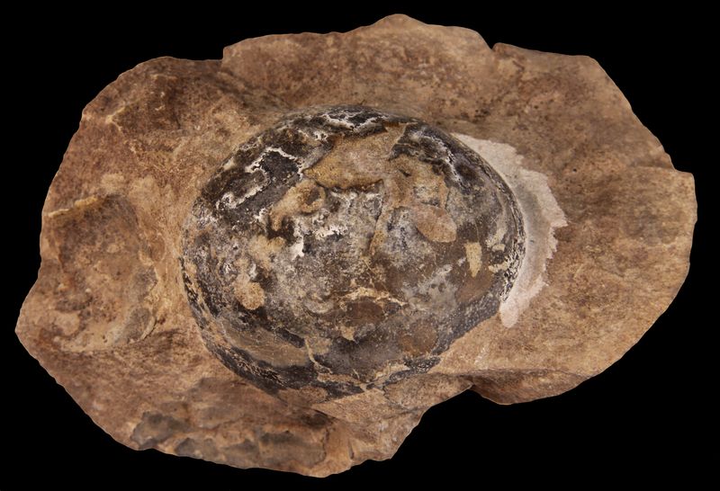 A fossilized egg laid by Mussaurus, a long-necked, plant-eating dinosaur