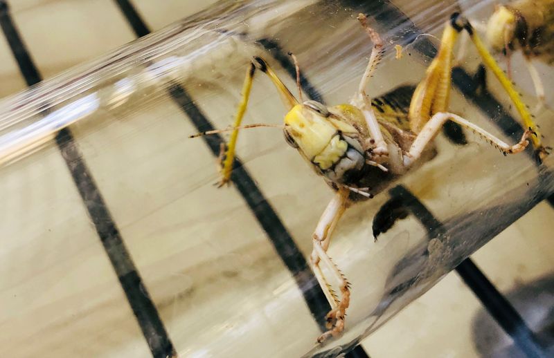 A locust used for research is seen in a glass