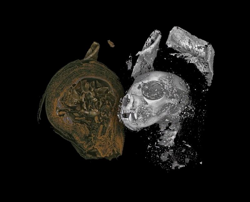The head of a mummified domestic cat, revealed by X-ray