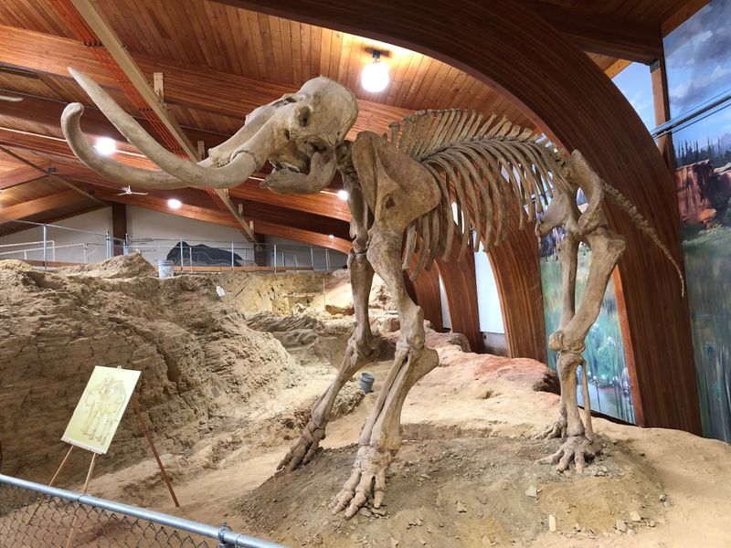 The skeleton of a mammoth is displayed at the Mammoth