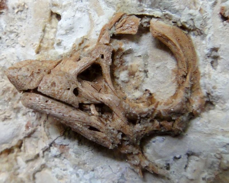Well-preserved embryonic skull fossil unearthed in the Patagonian region of