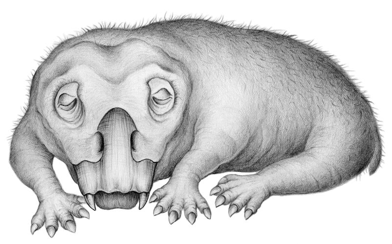 An artist’s rendition shows the Triassic Period mammal relative Lystrosaurus
