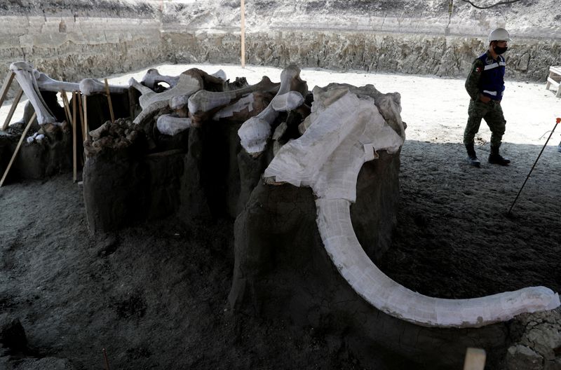 Mammoth bones are pictured at a site where archaeologists and
